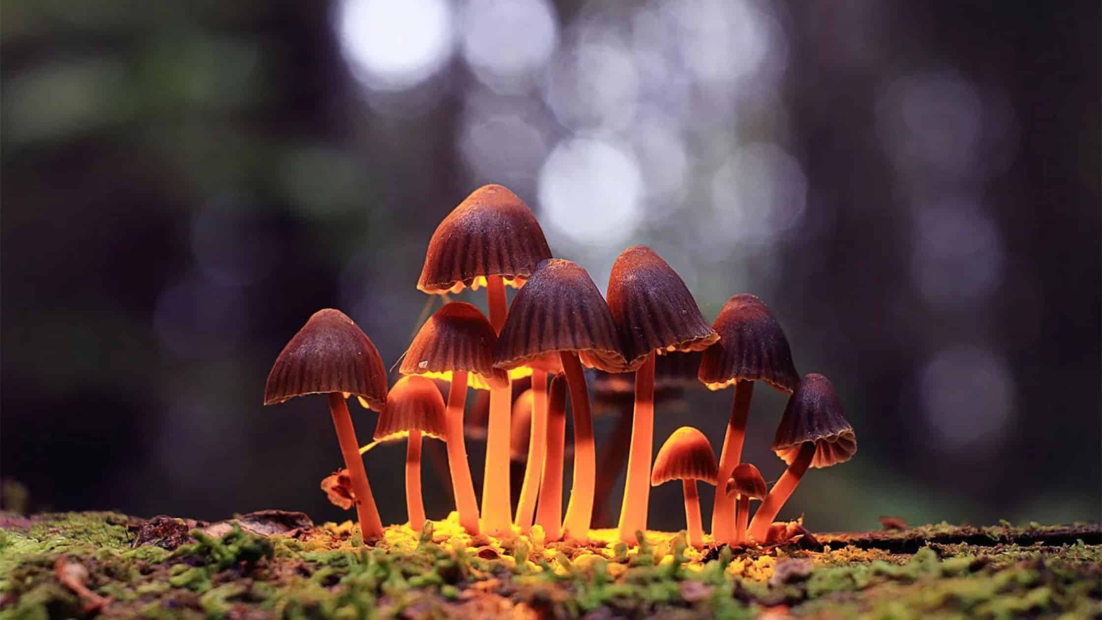 hallucinogenic mushroom drug tests