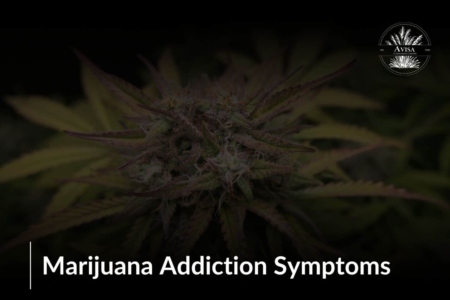 Understanding Marijuana Addiction Symptoms